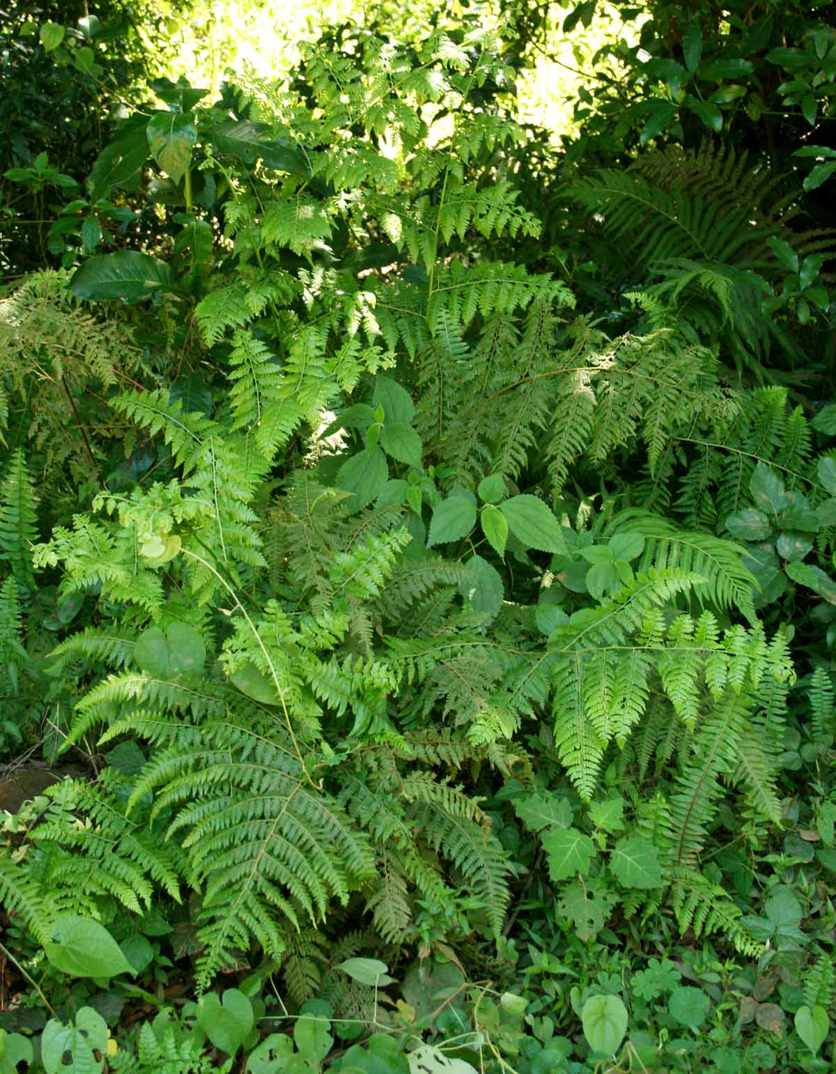 Microlepia speluncae Microlepia speluncae