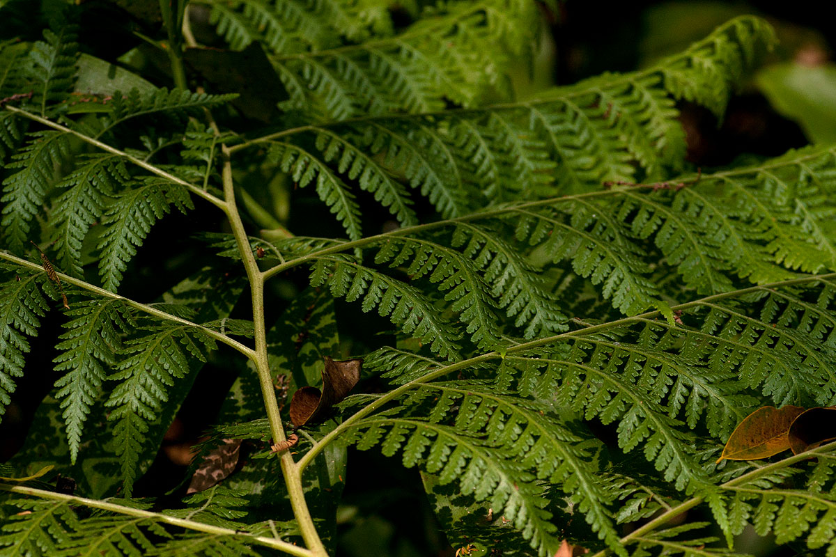 Microlepia speluncae Microlepia speluncae