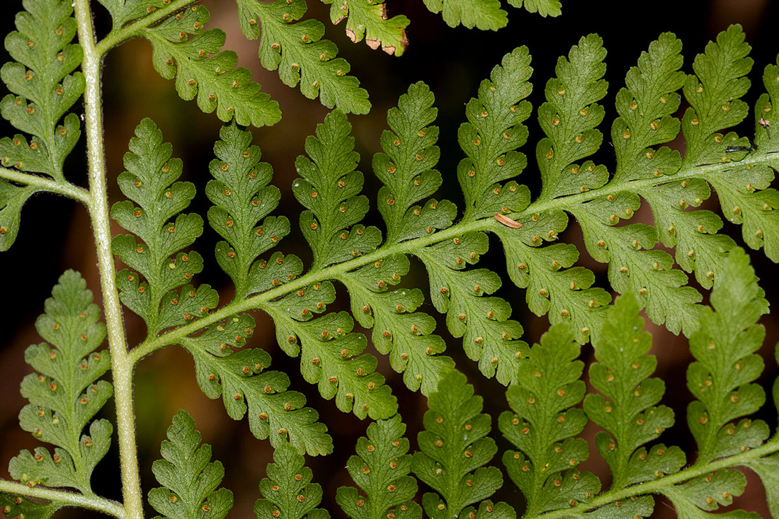 Microlepia speluncae Microlepia speluncae