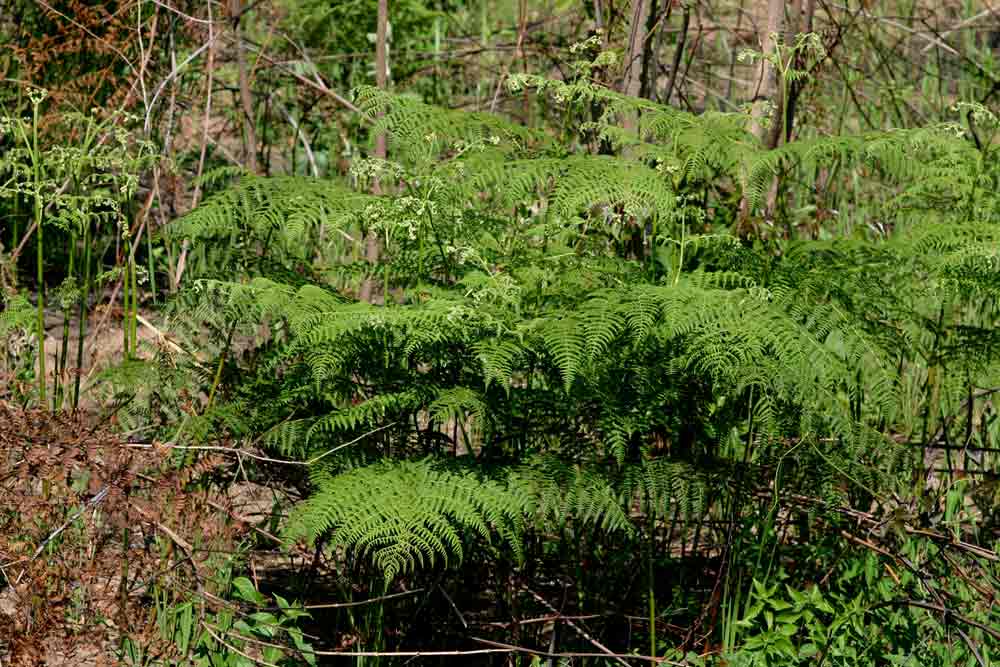 Pteridium aquilinum subsp. capense Pteridium aquilinum subsp. capense