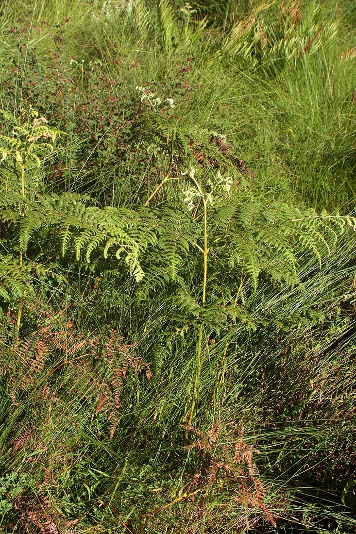 Pteridium aquilinum subsp. capense Pteridium aquilinum subsp. capense
