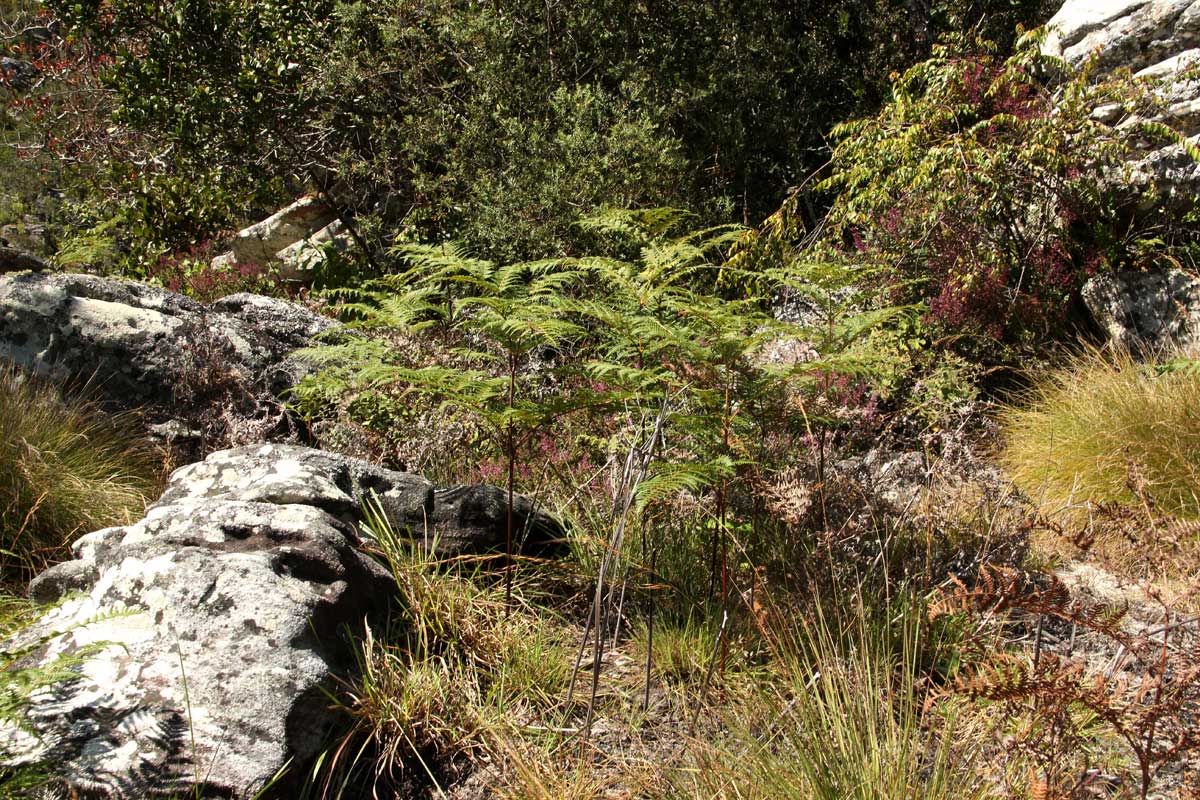 Pteridium aquilinum subsp. capense Pteridium aquilinum subsp. capense