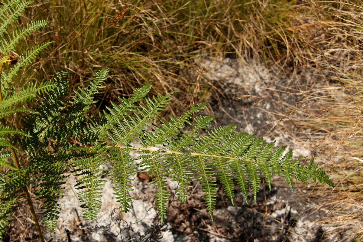 Pteridium aquilinum subsp. capense Pteridium aquilinum subsp. capense
