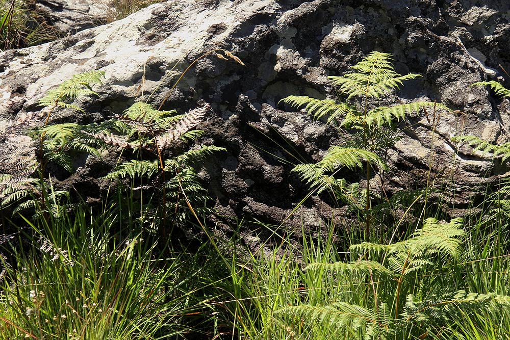 Pteridium aquilinum subsp. capense Pteridium aquilinum subsp. capense