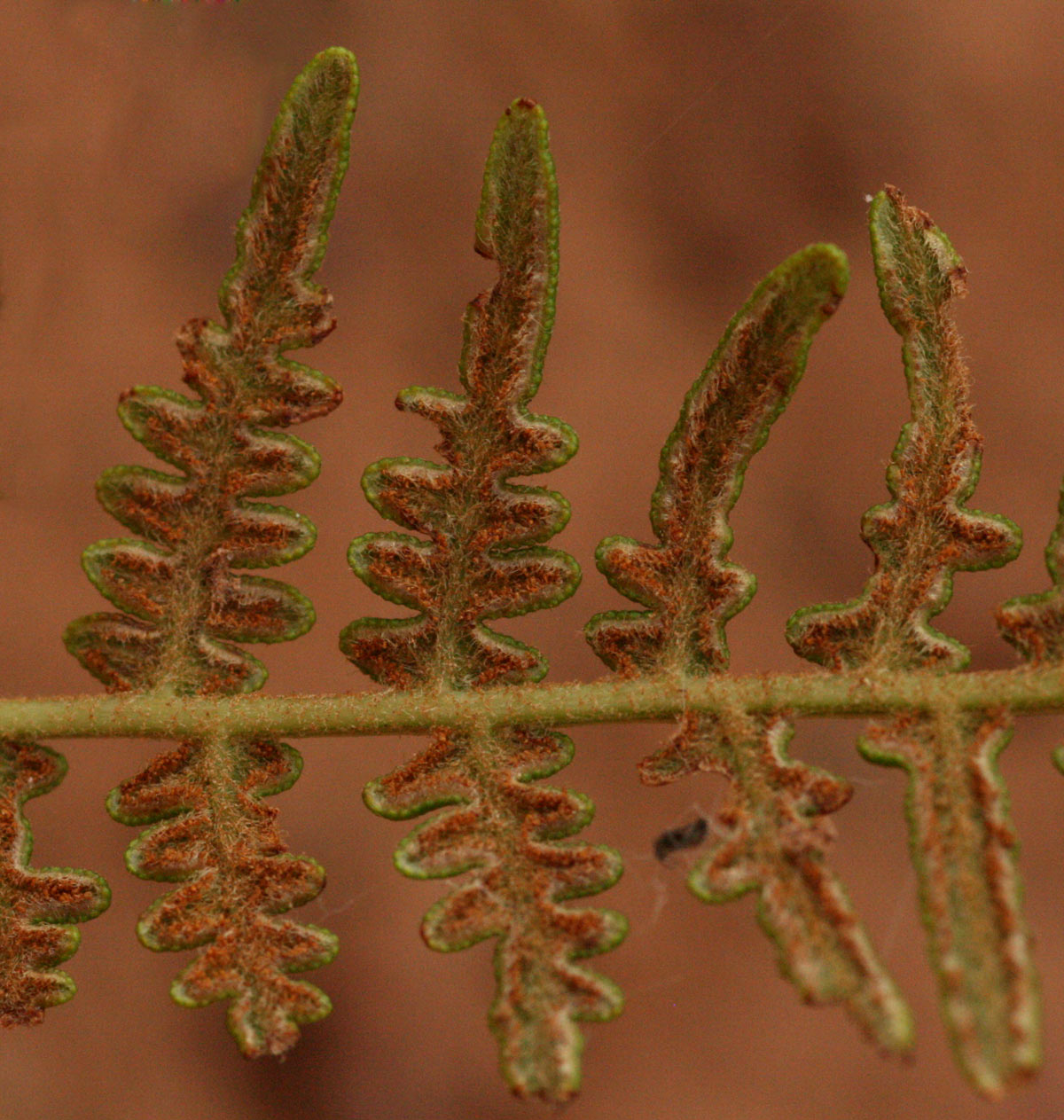 Pteridium aquilinum subsp. capense Pteridium aquilinum subsp. capense