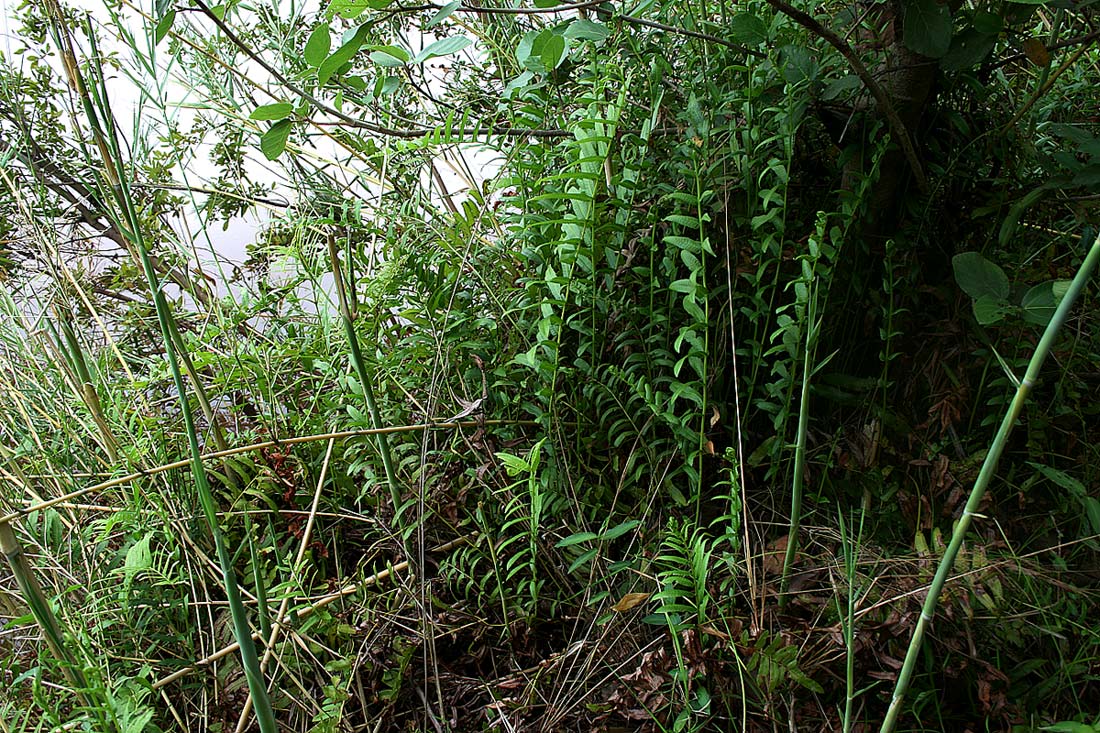 Ampelopteris prolifera Ampelopteris prolifera