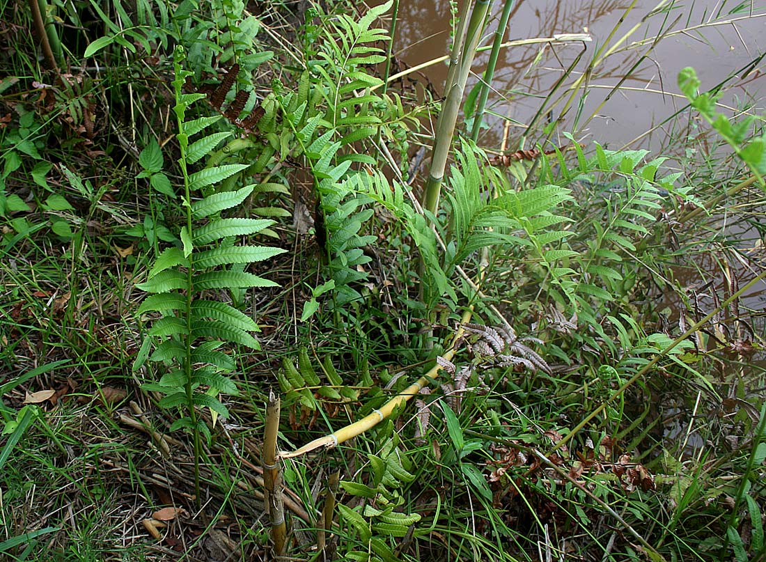 Ampelopteris prolifera Ampelopteris prolifera