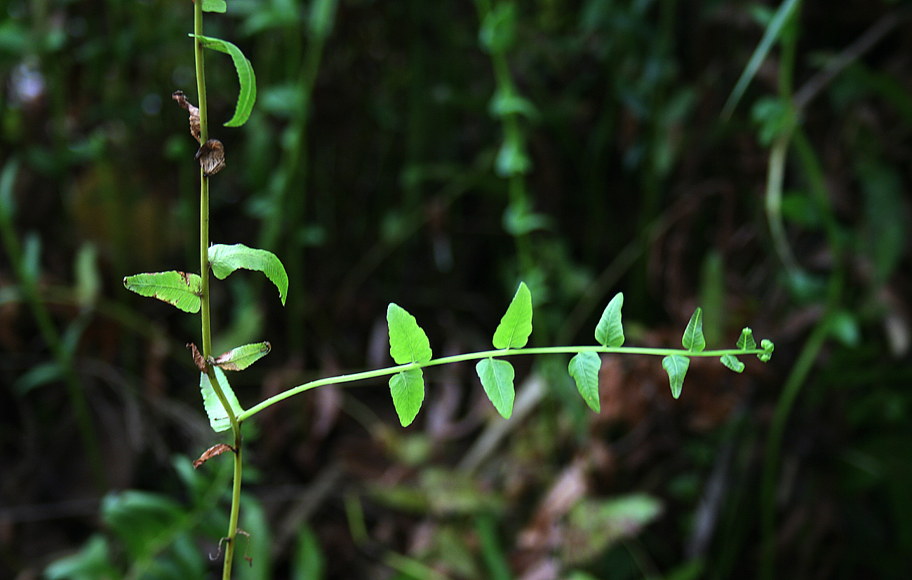 Ampelopteris prolifera Ampelopteris prolifera