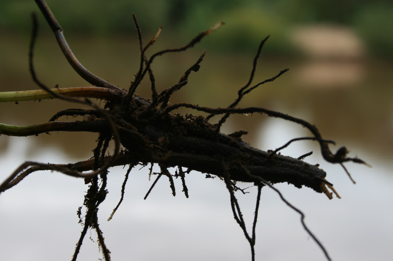 Ampelopteris prolifera Ampelopteris prolifera