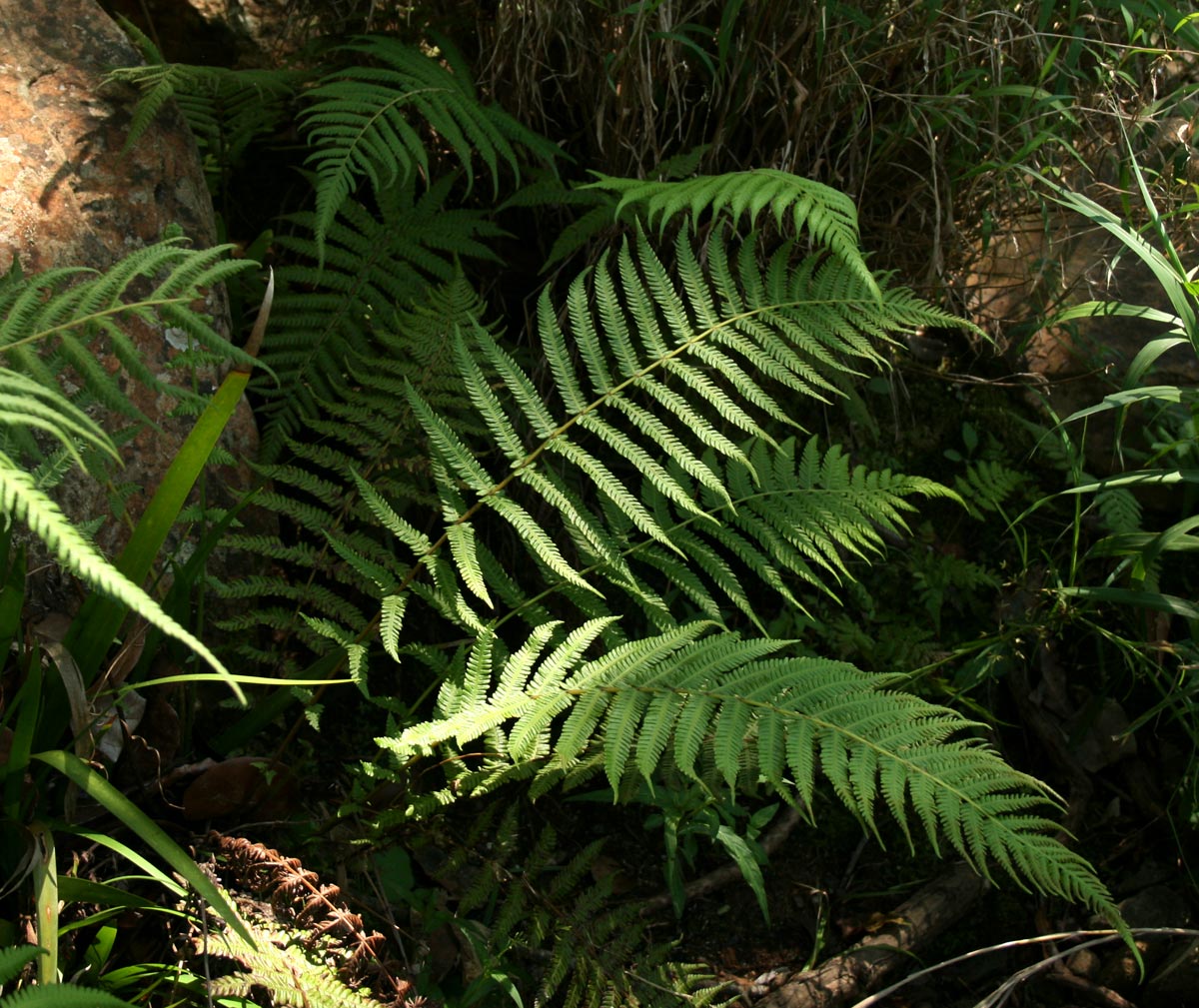 Amauropelta bergiana var. bergiana Amauropelta bergiana var. bergiana