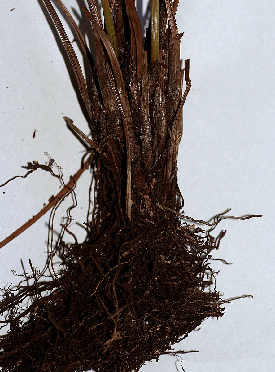 Amauropelta bergiana var. bergiana Amauropelta bergiana var. bergiana