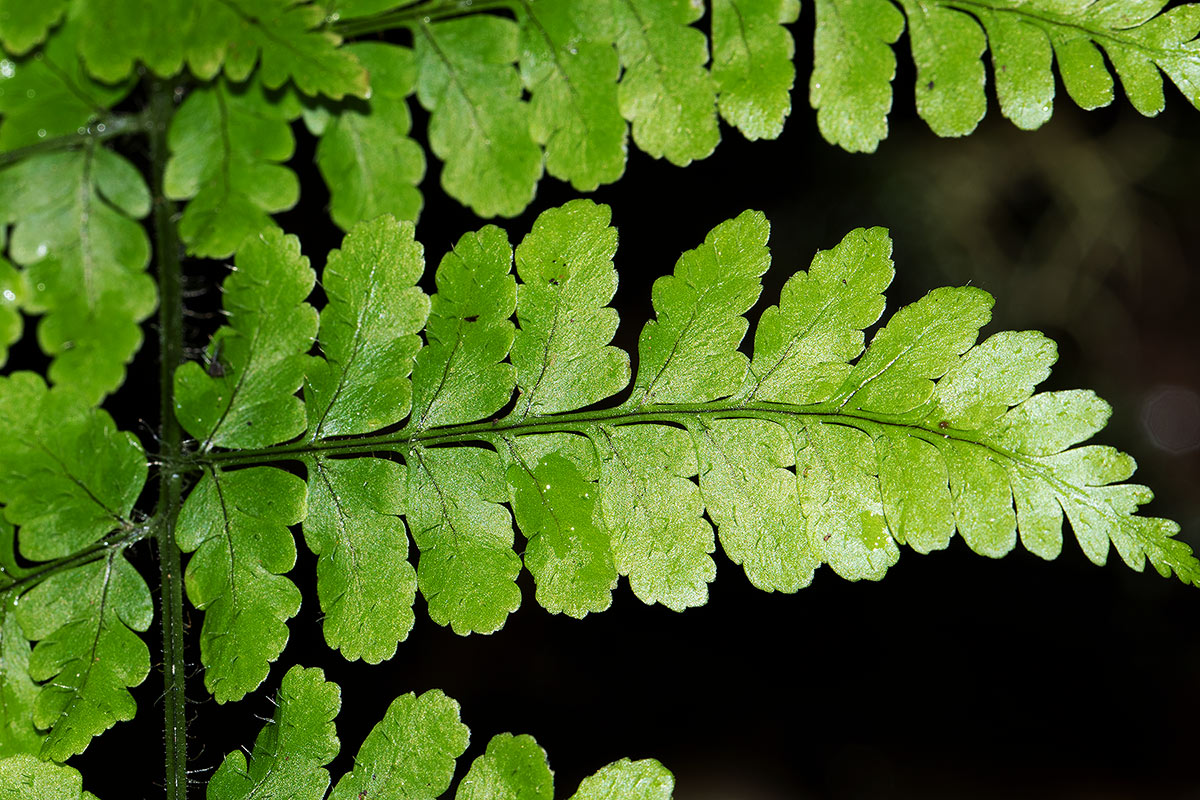 Nothoperanema squamiseta Nothoperanema squamiseta