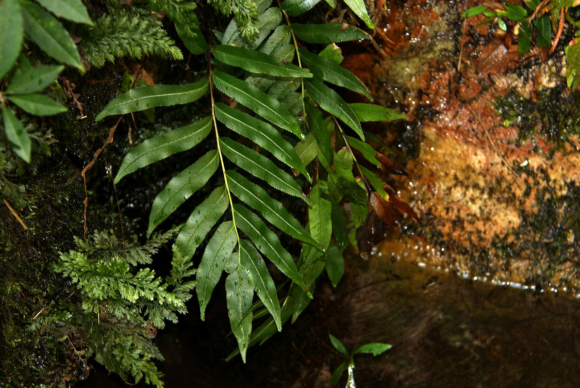 Blechnum capense Blechnum capense