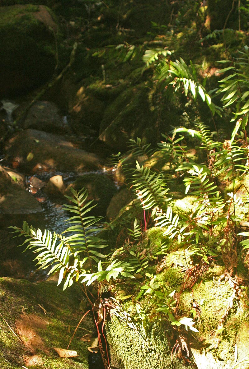 Blechnum capense Blechnum capense
