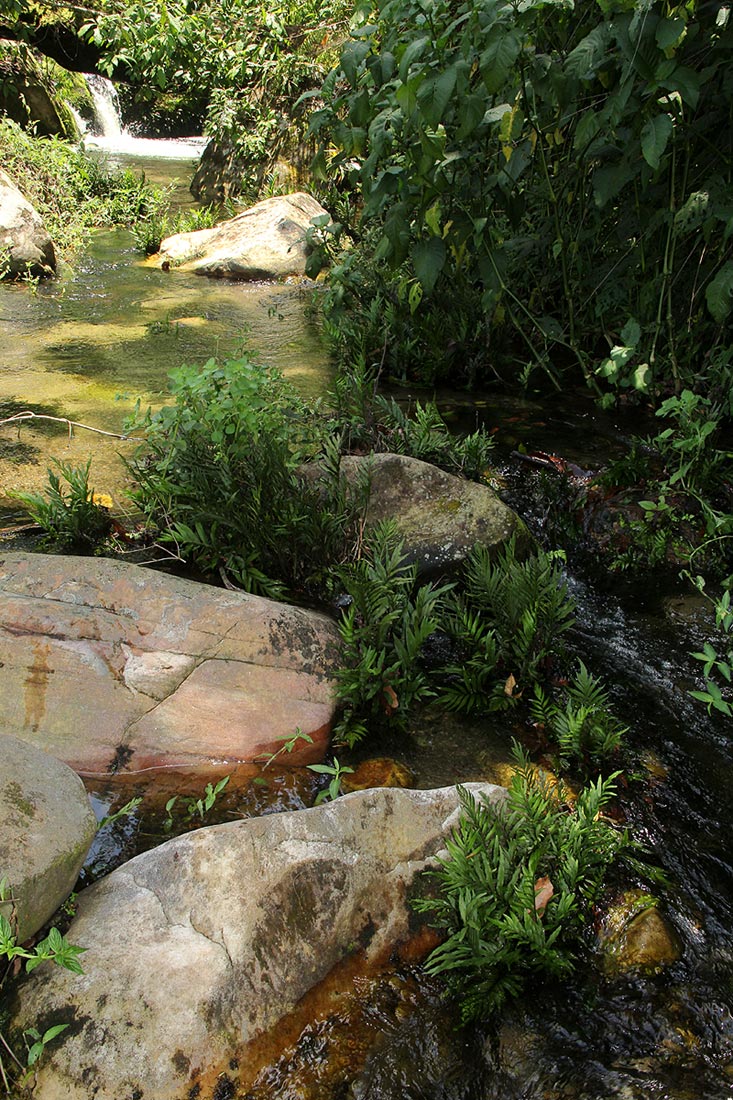 Blechnum capense Blechnum capense