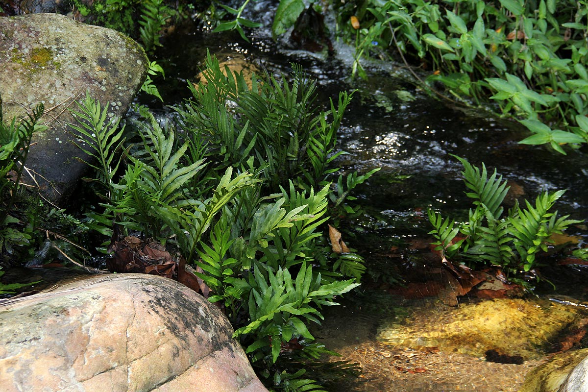 Blechnum capense Blechnum capense