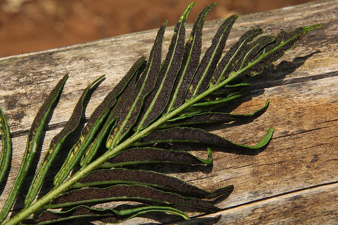 Blechnum capense Blechnum capense