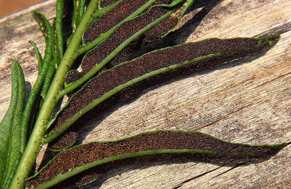 Blechnum capense Blechnum capense