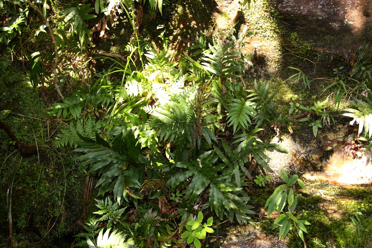 Blechnum capense Blechnum capense