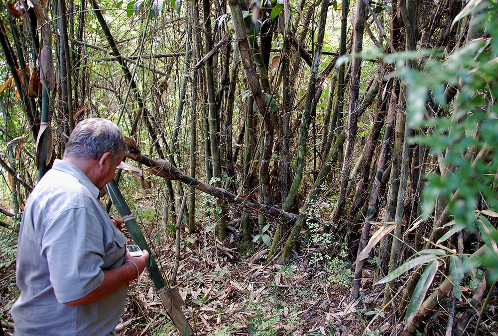 Oreobambos buchwaldii Oreobambos buchwaldii