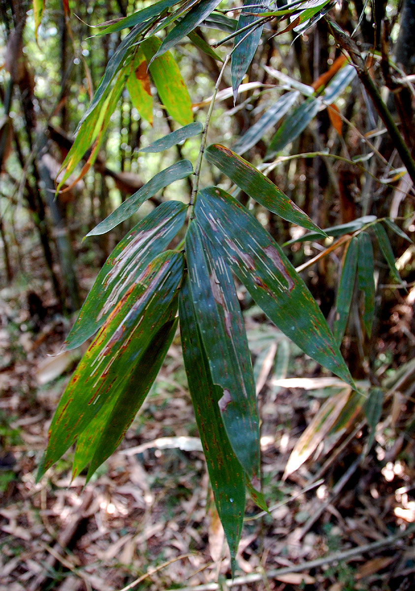 Oreobambos buchwaldii Oreobambos buchwaldii