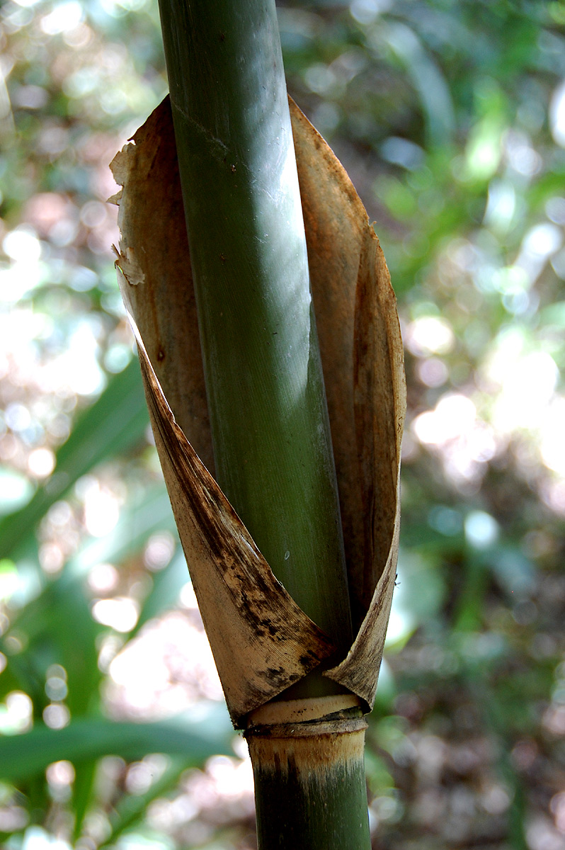 Oreobambos buchwaldii Oreobambos buchwaldii
