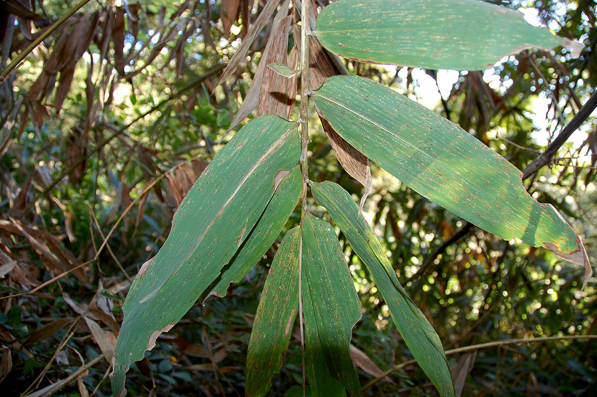 Oreobambos buchwaldii Oreobambos buchwaldii