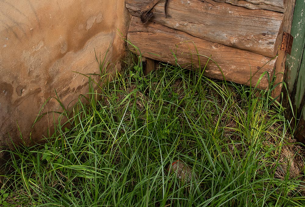 Bromus catharticus Bromus catharticus