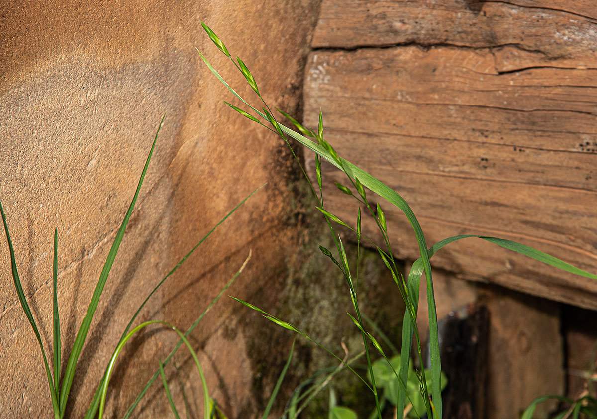 Bromus catharticus Bromus catharticus