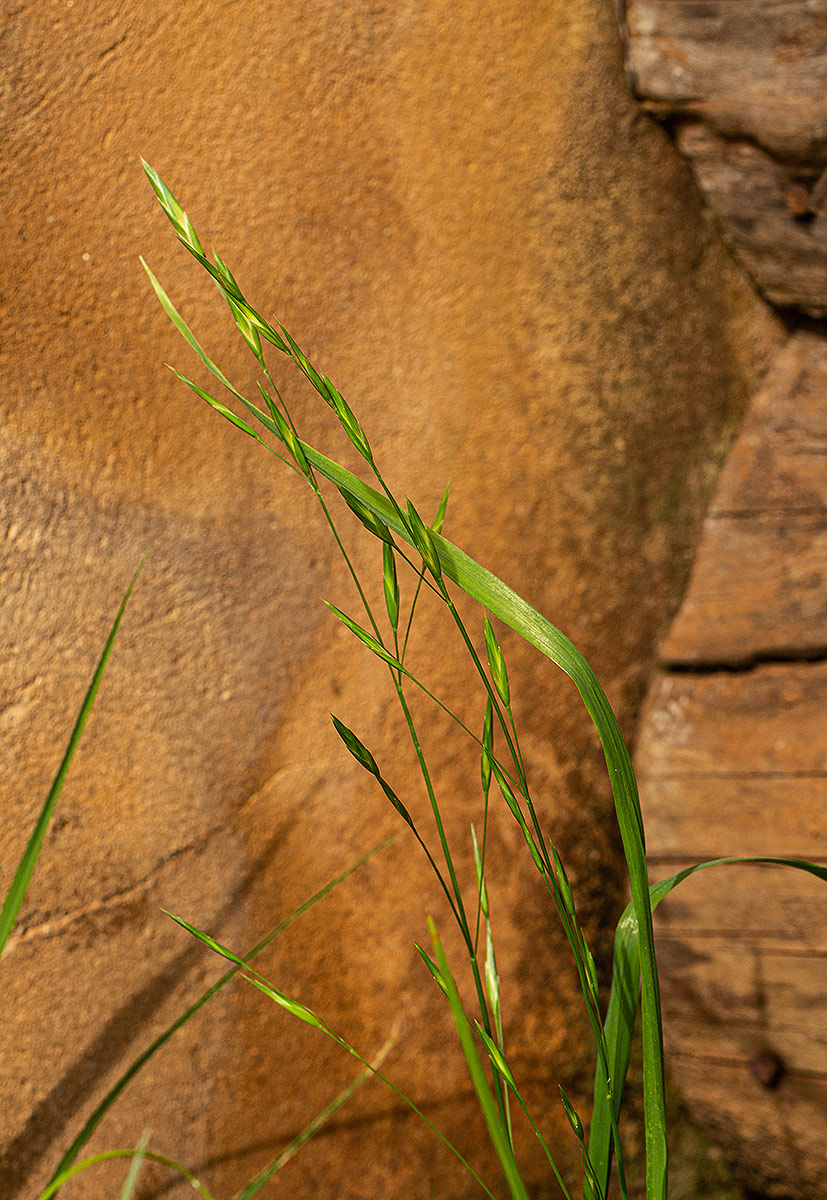 Bromus catharticus Bromus catharticus