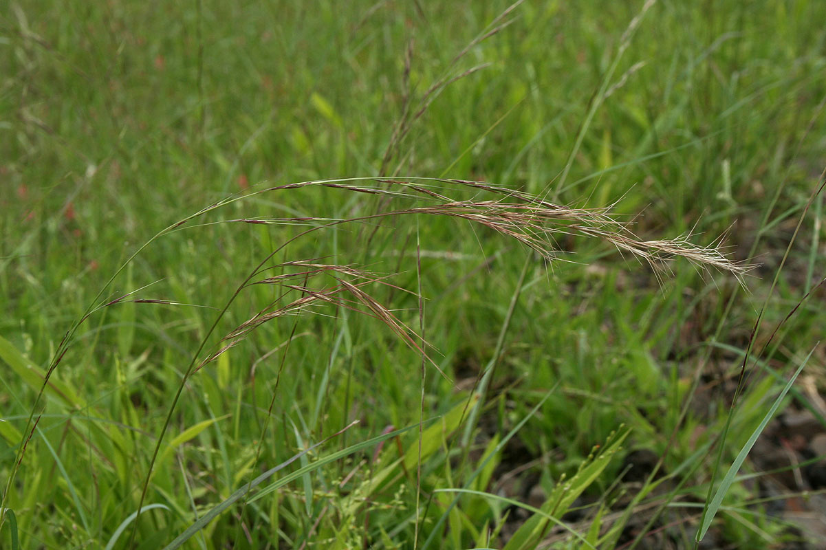 Aristida adscensionis Aristida adscensionis