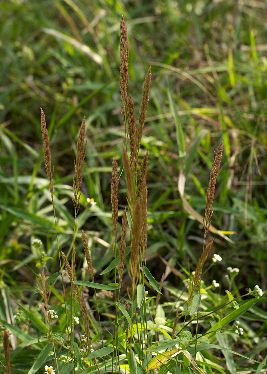Leptocarydion vulpiastrum Leptocarydion vulpiastrum