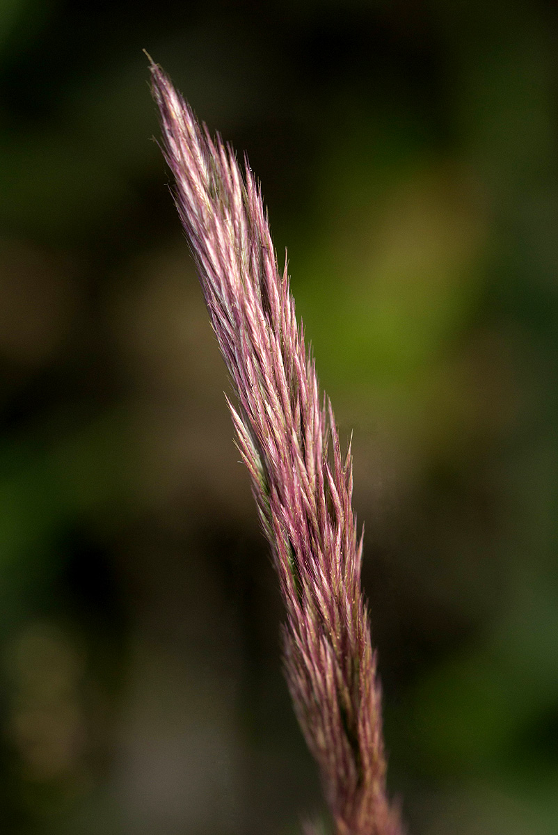 Leptocarydion vulpiastrum Leptocarydion vulpiastrum
