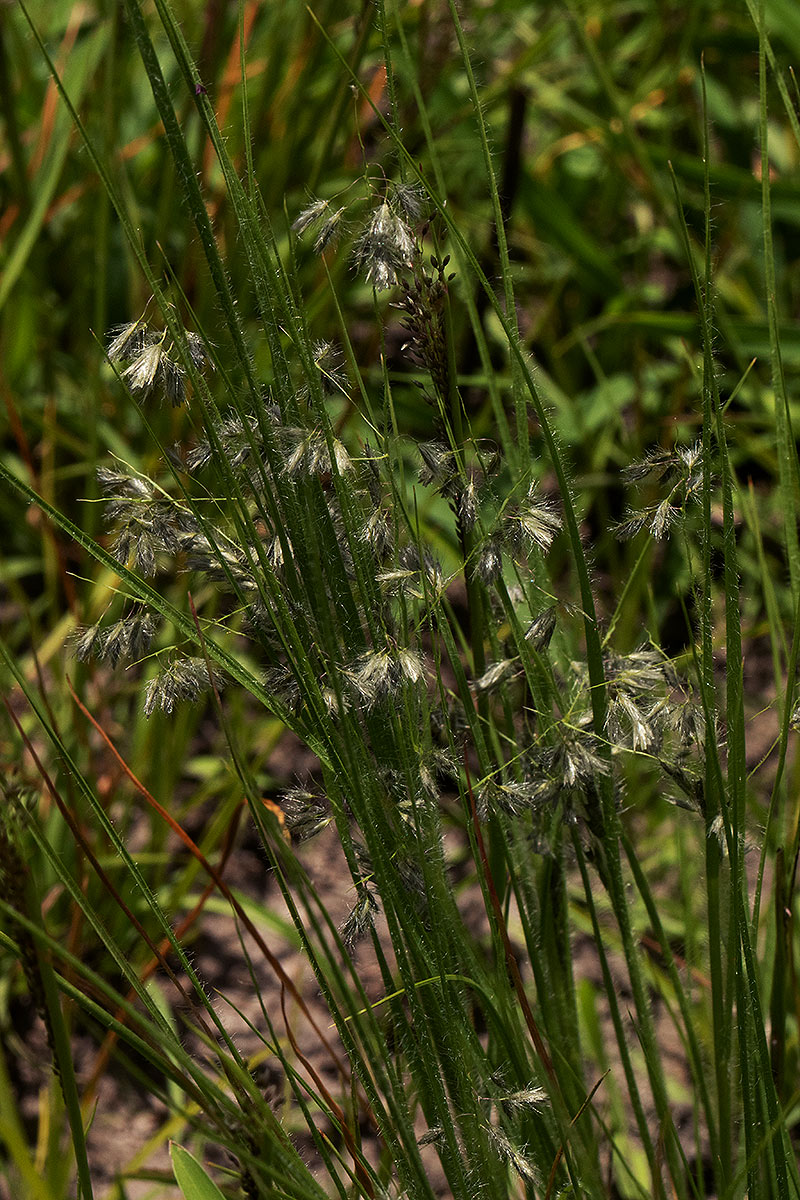 Eragrostis hispida Eragrostis hispida