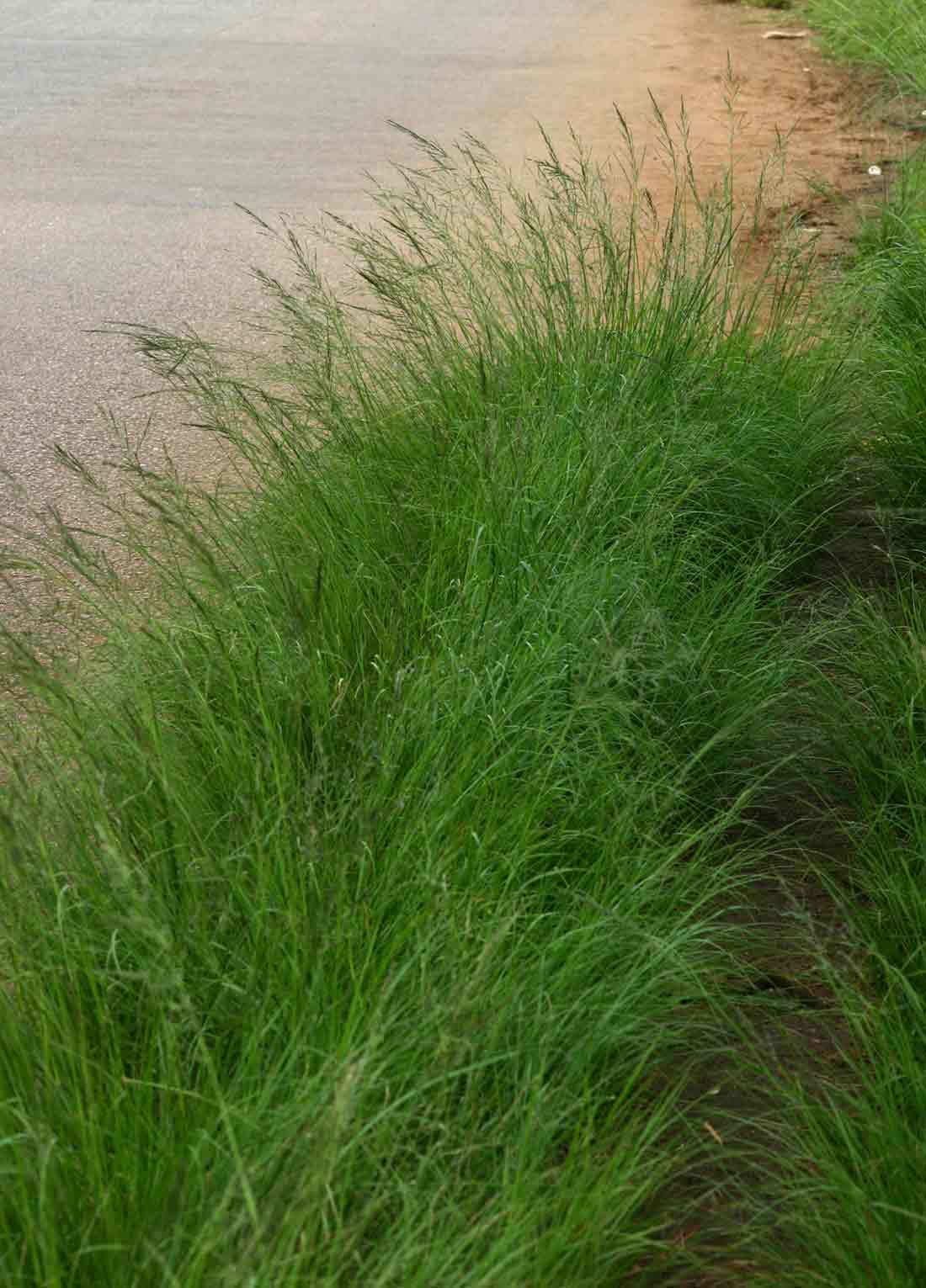 Eragrostis plana Eragrostis plana