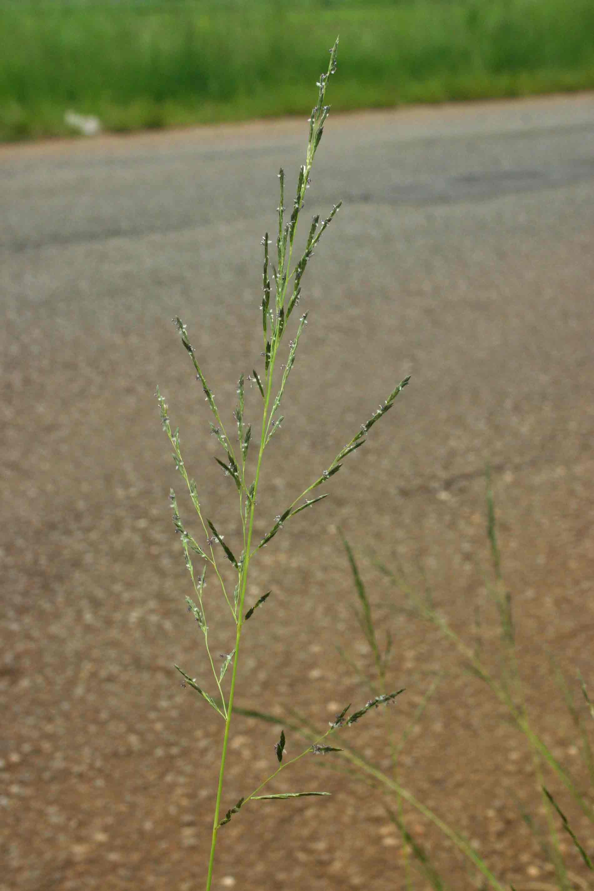 Eragrostis plana Eragrostis plana