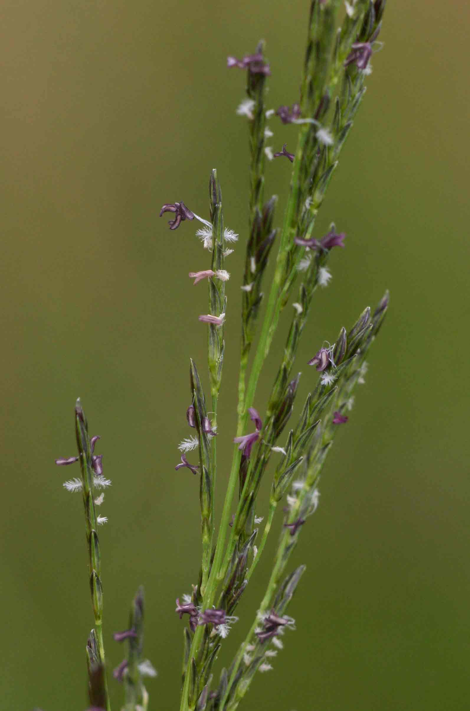 Eragrostis plana Eragrostis plana