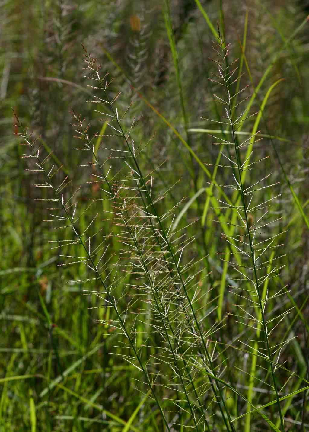 Pogonarthria squarrosa Pogonarthria squarrosa