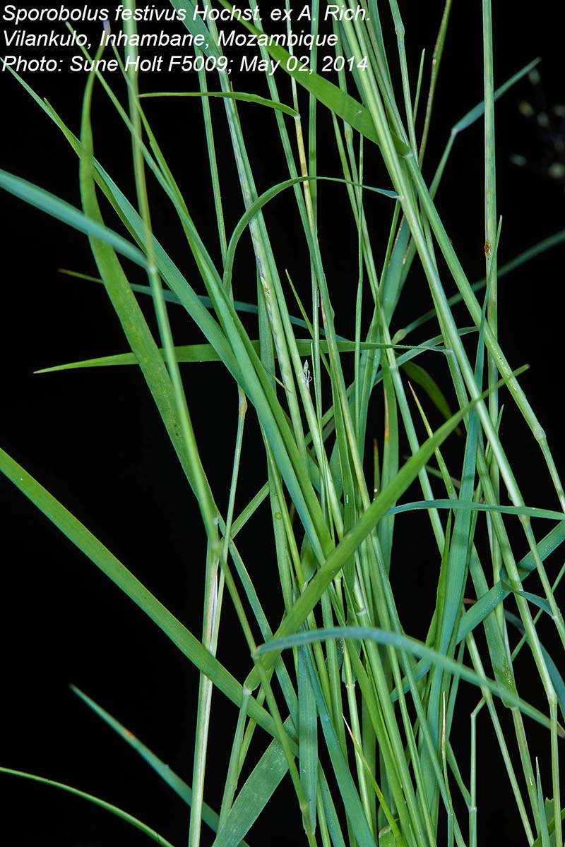 Sporobolus festivus Sporobolus festivus