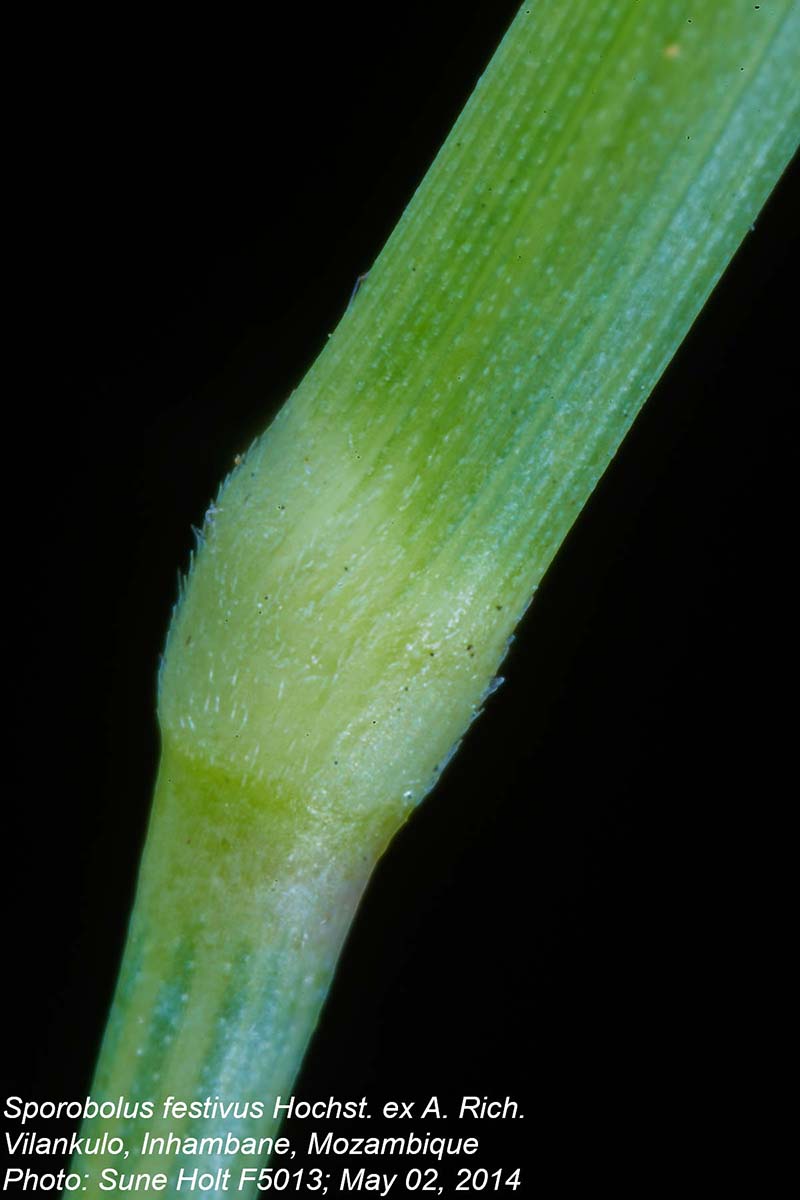 Sporobolus festivus Sporobolus festivus