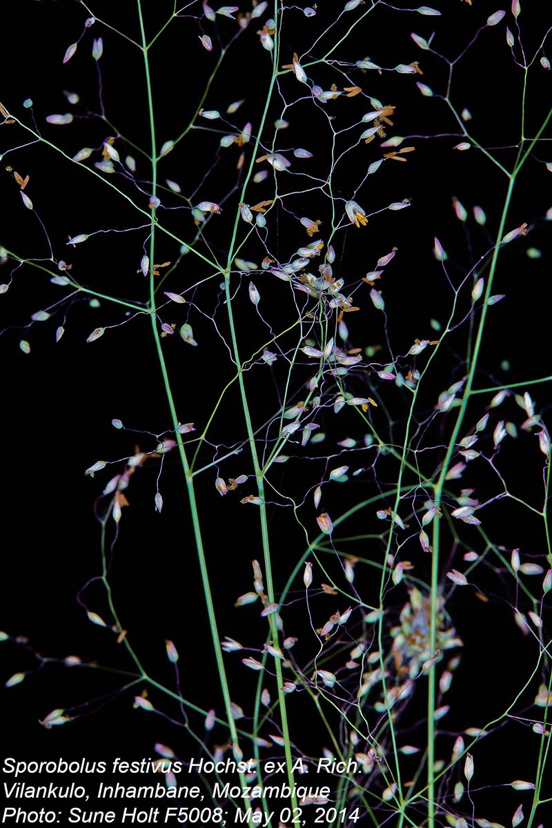 Sporobolus festivus Sporobolus festivus