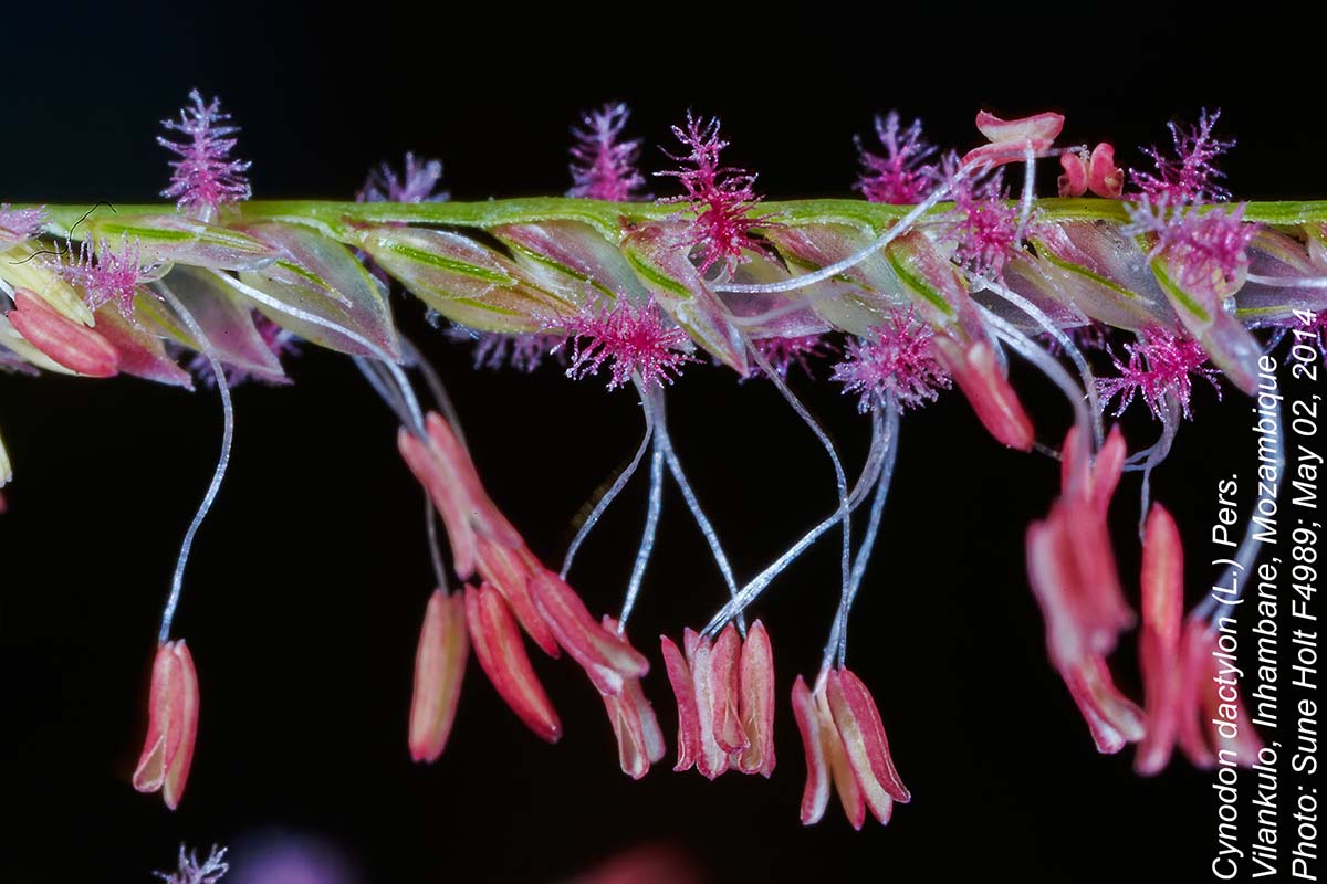 Cynodon dactylon Cynodon dactylon