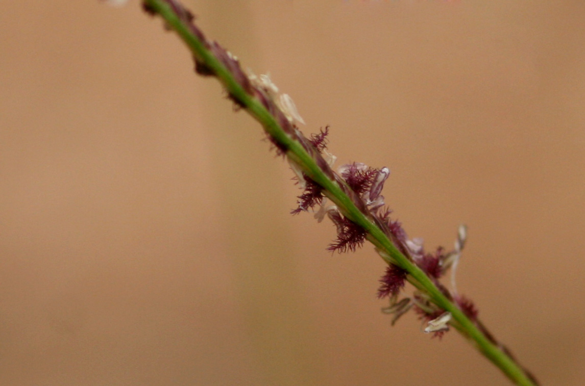 Cynodon dactylon Cynodon dactylon