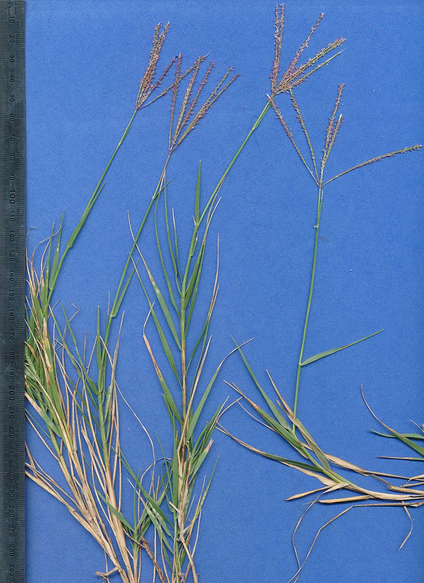 Cynodon dactylon Cynodon dactylon