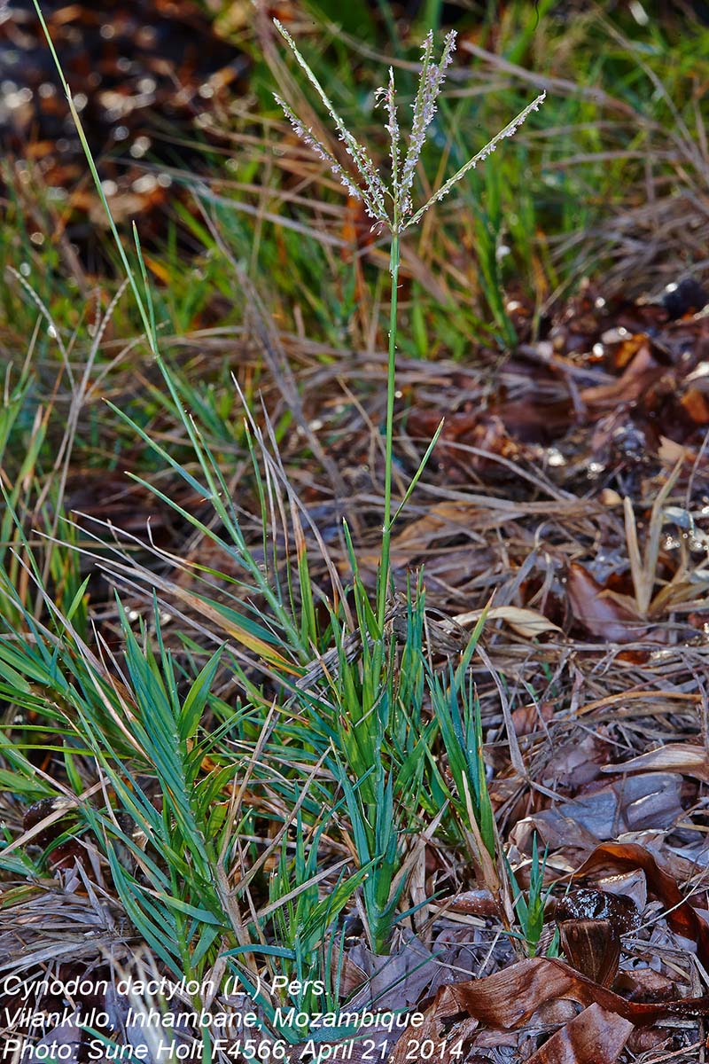 Cynodon dactylon Cynodon dactylon