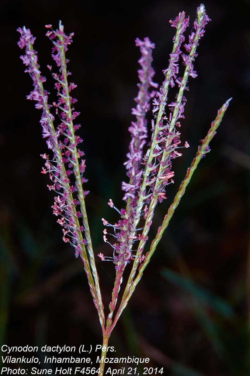 Cynodon dactylon Cynodon dactylon