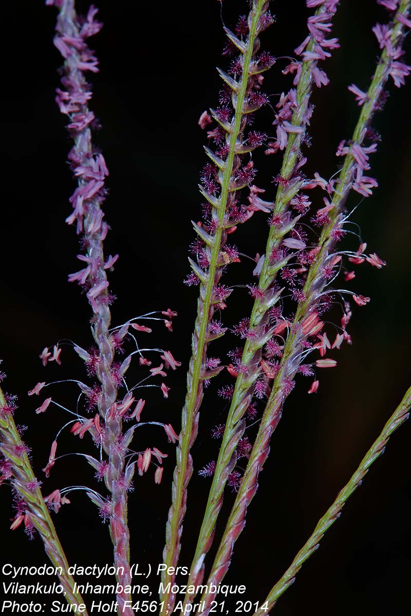 Cynodon dactylon Cynodon dactylon