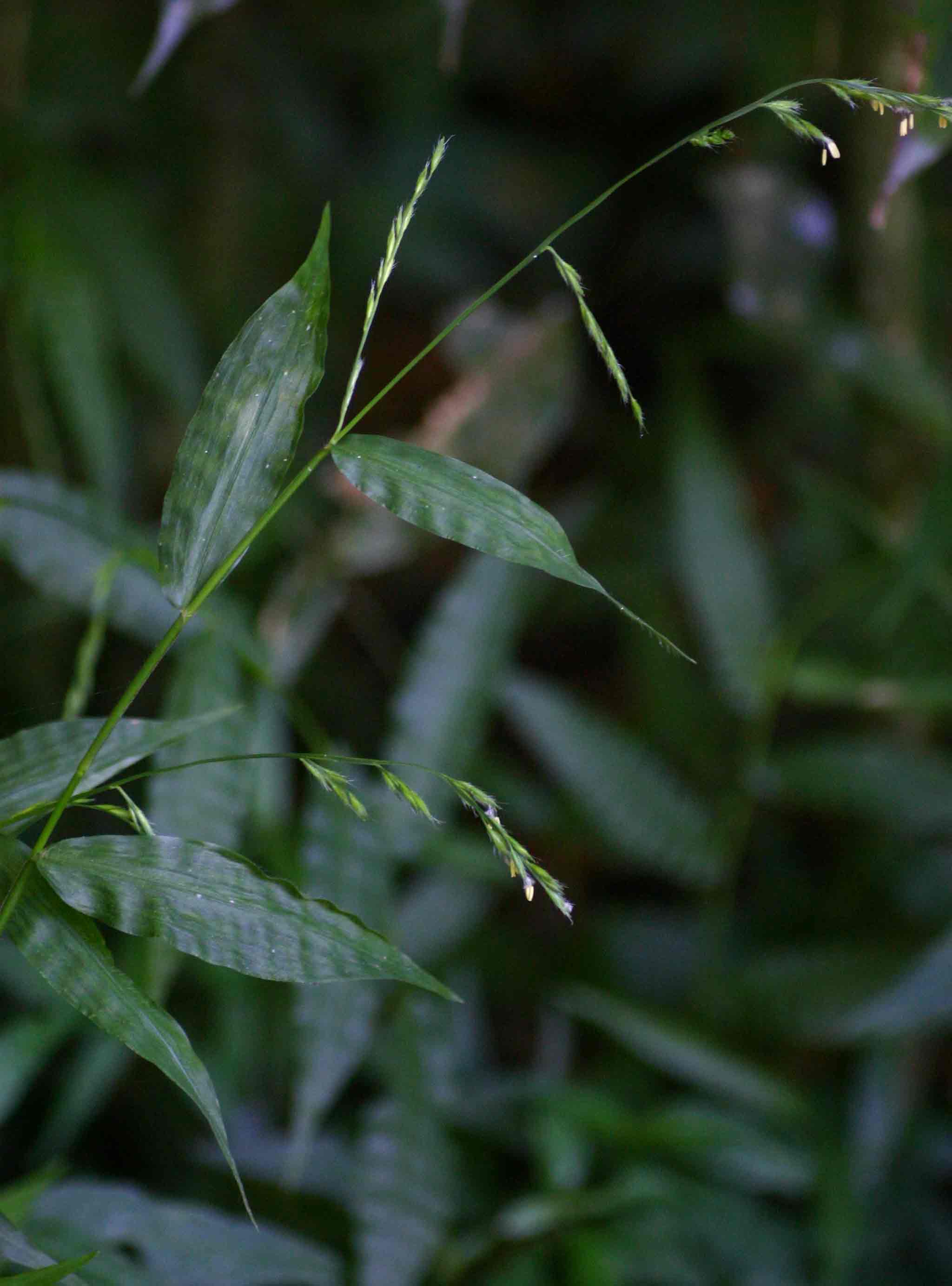 Poecilostachys oplismenoides Poecilostachys oplismenoides