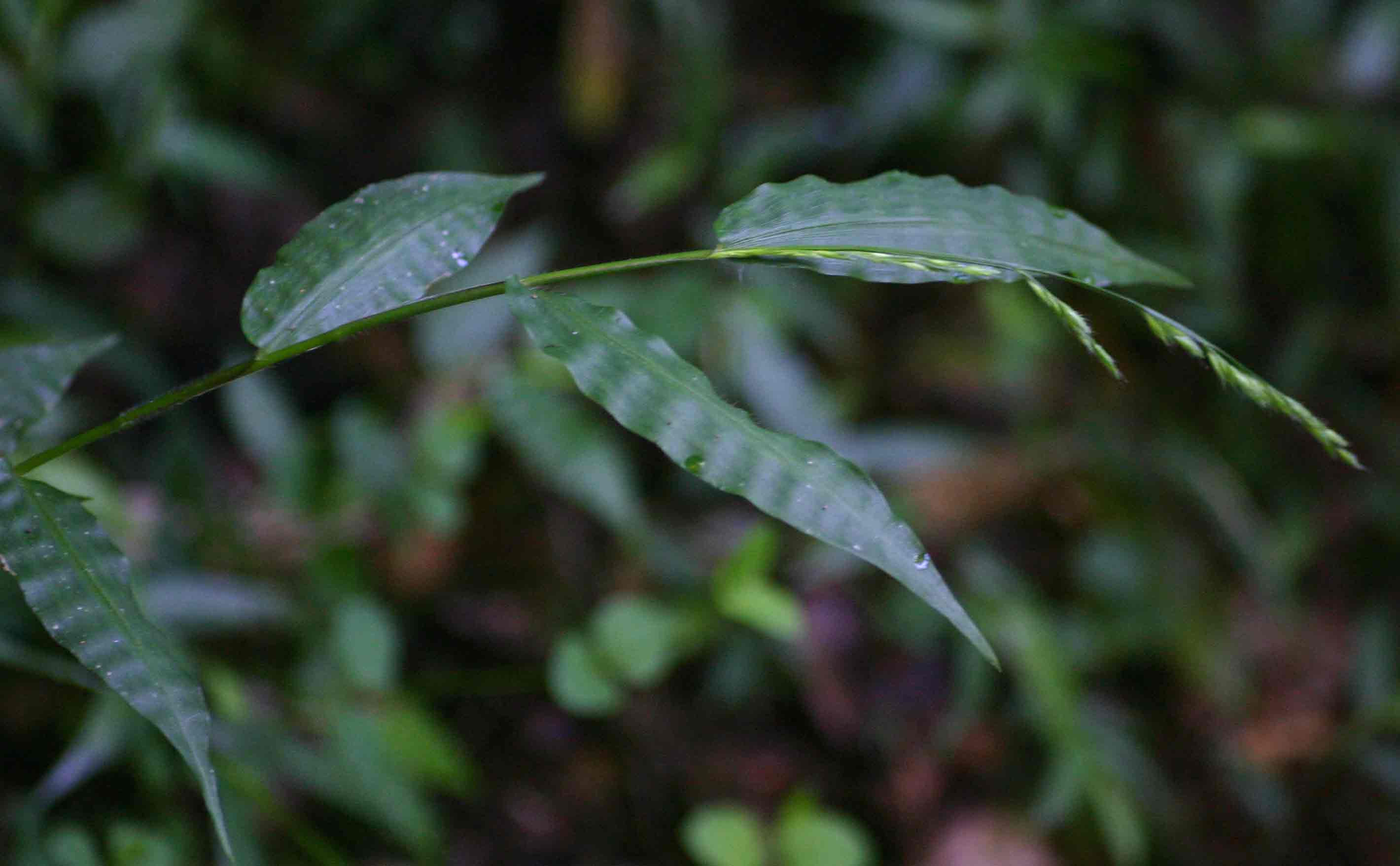 Poecilostachys oplismenoides Poecilostachys oplismenoides