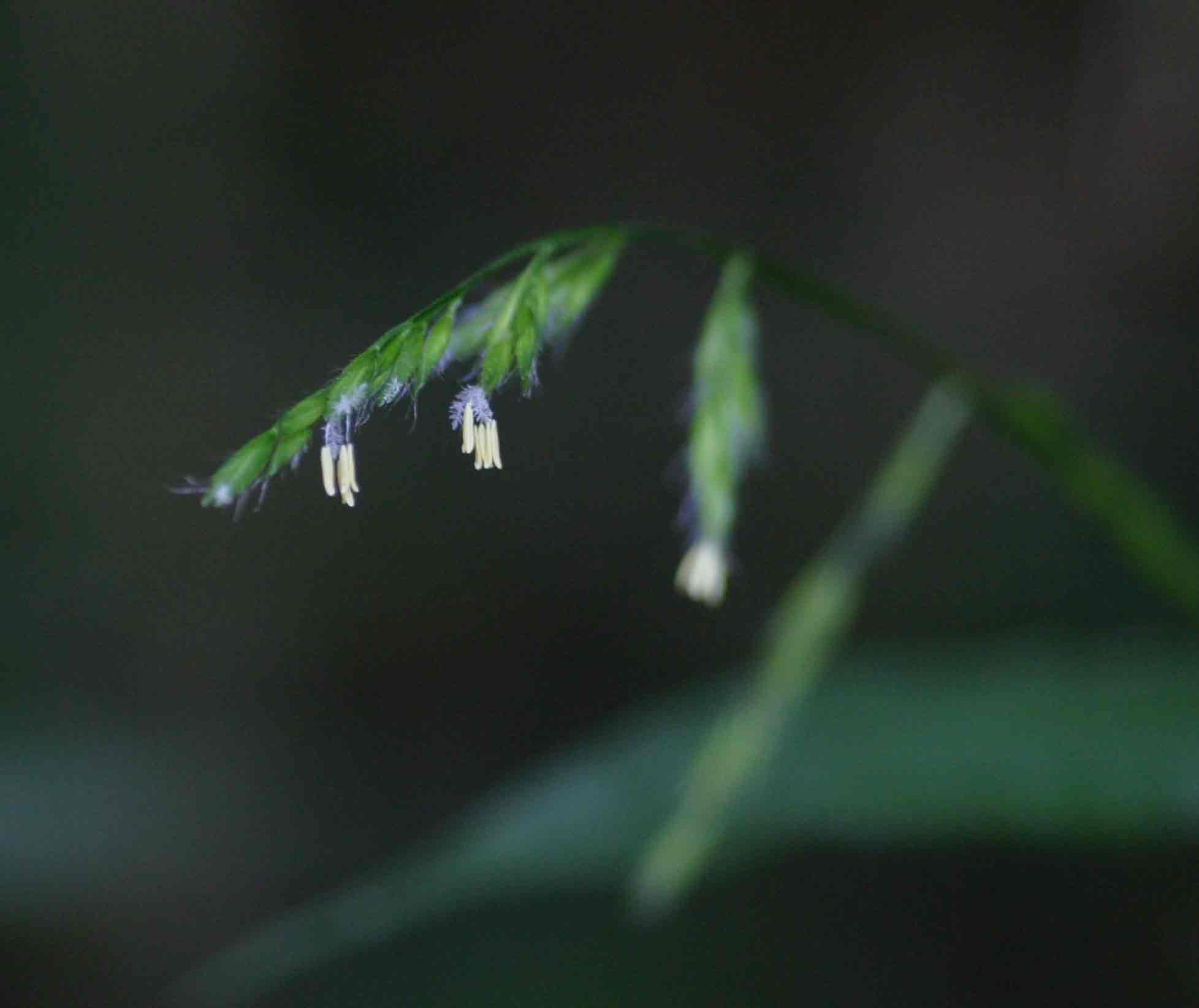 Poecilostachys oplismenoides Poecilostachys oplismenoides
